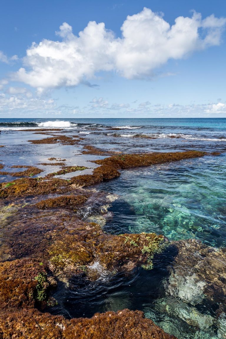 Middle Beach platform at low tide, Lord Howe Island