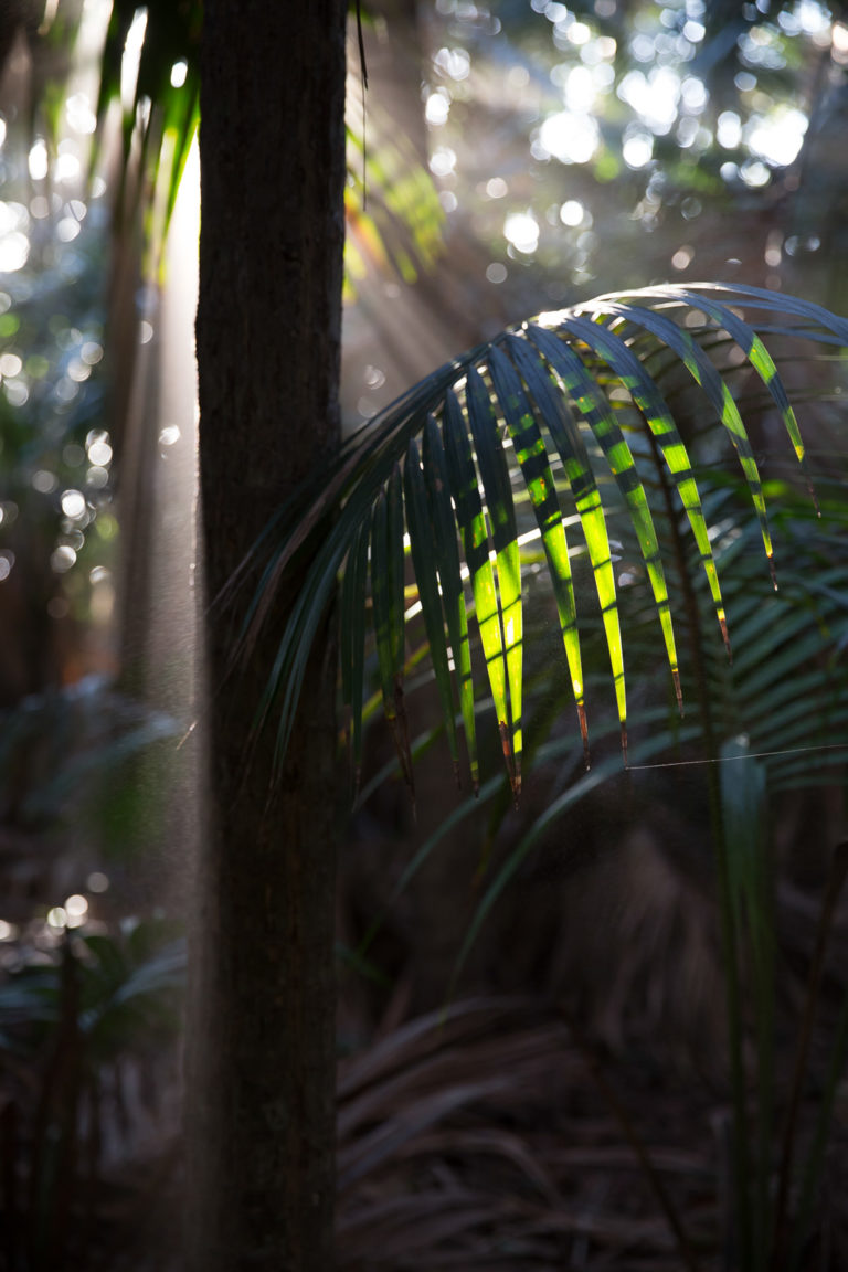 Beautiful afternoon light in the forest