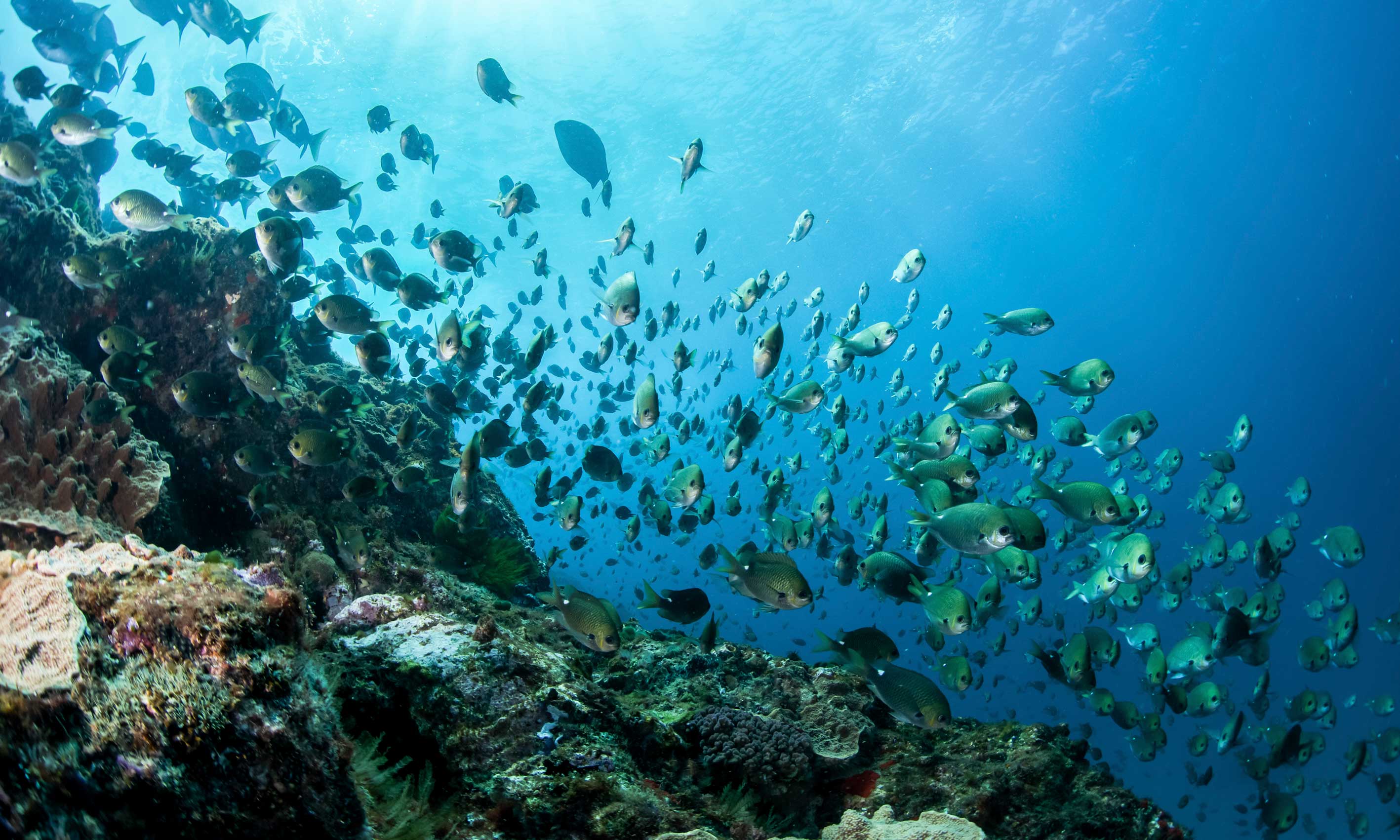 Diving | Pinetrees Lodge | Lord Howe Island