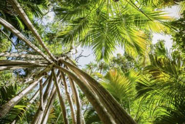 Under the canopy near Boat Harbour, Lord Howe Island