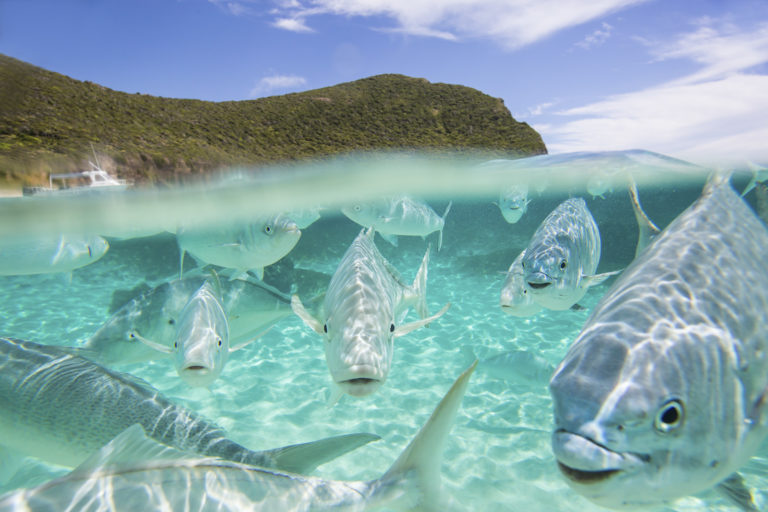 The snorkeller's view of Neds Beach