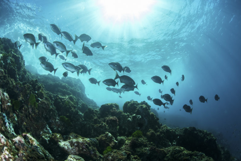 Coral bombies and amazing fish life near Lord Howe Island