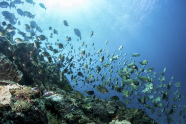 A free diver's perspective