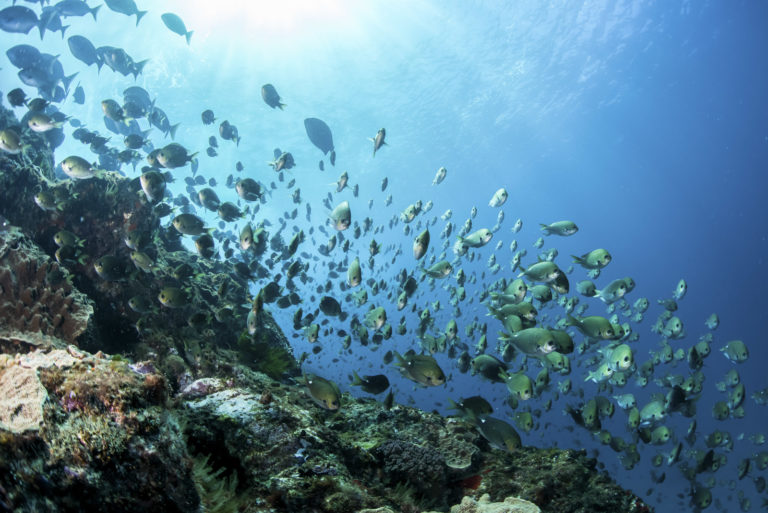 A free diver's perspective
