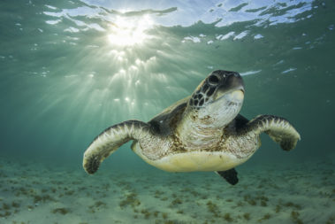 A Green turtle in the Lord Howe Lagoon