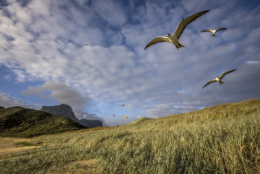 Sooty terns at Blinky Beach, Lord Howe Island