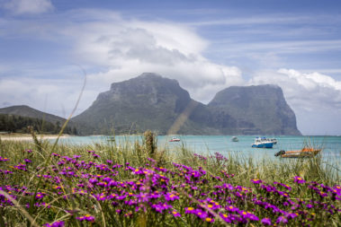 Spring flowers in the foreshore dunes, Lord Howe Island