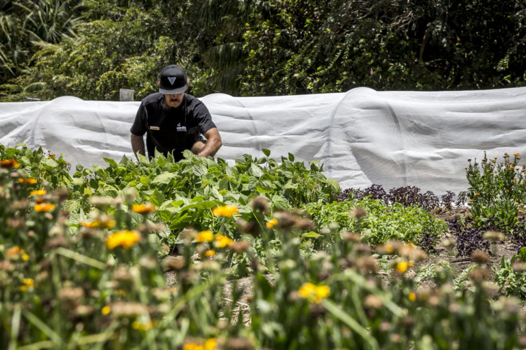 The Pinetrees market garden, Lord Howe Island