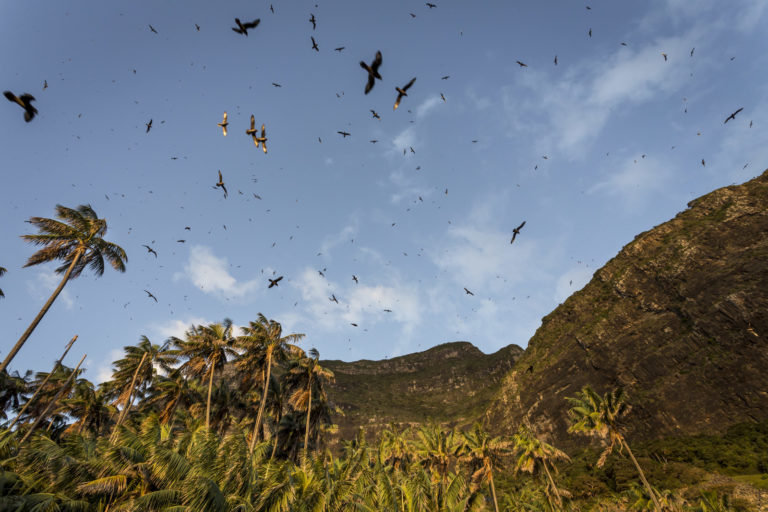 Providence petrels at Little Island, Lord Howe Island