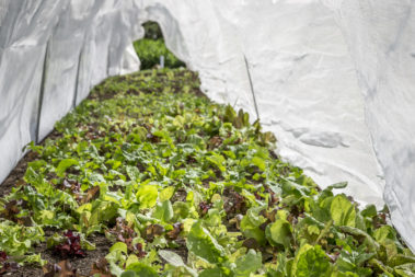 The Pinetrees market garden, Lord Howe Island