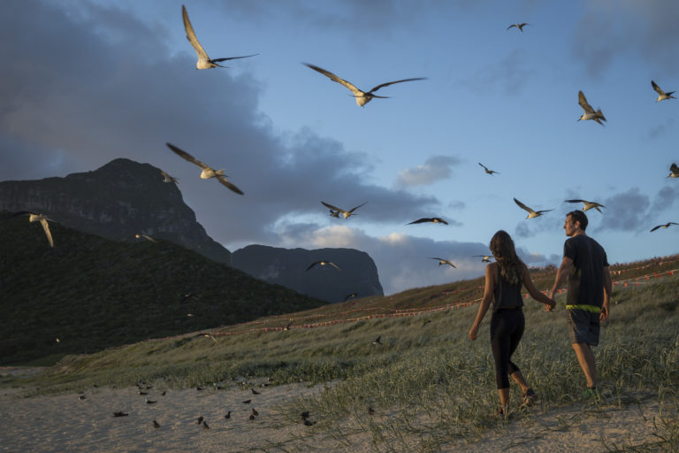 Walking with Sooty terns at Blinky Beach, Lord Howe Island