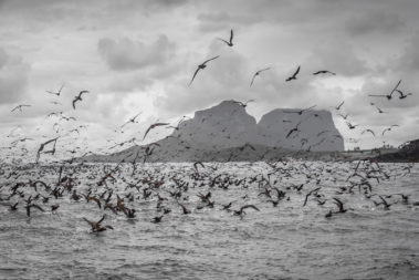 Thousands of Fleshy-footed shearwaters near the Admiralty Islands, Lord Howe Island