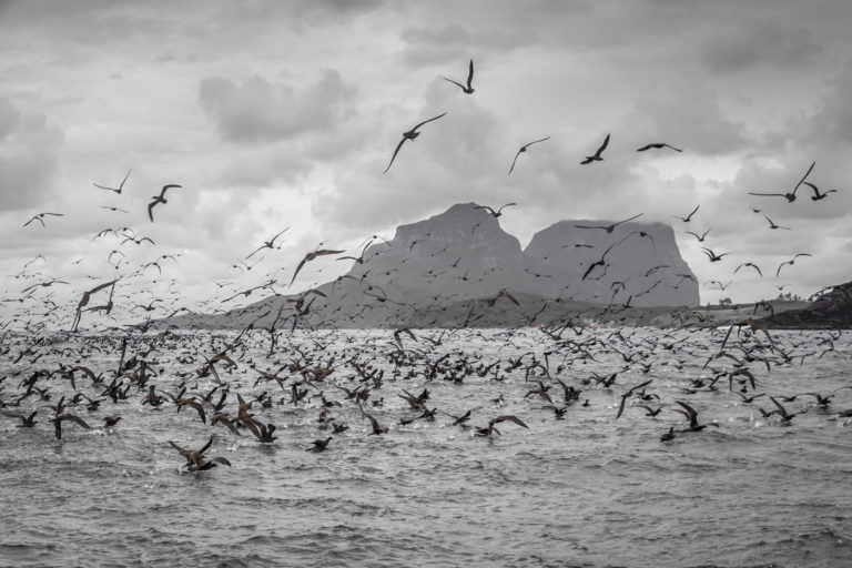 Thousands of Fleshy-footed shearwaters near the Admiralty Islands, Lord Howe Island