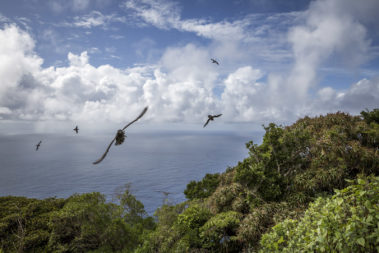 Curious Providence petrels on Mt Gower, Lord Howe Island