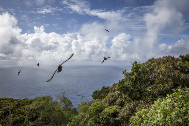 Curious Providence petrels on Mt Gower, Lord Howe Island
