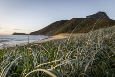 Dune grass at Blinky Beach, Lord Howe Island