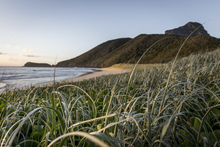 Dune grass at Blinky Beach, Lord Howe Island
