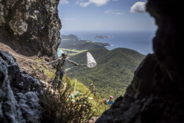 CSIRO scientist collecting insects at Goat House, Lord Howe Island