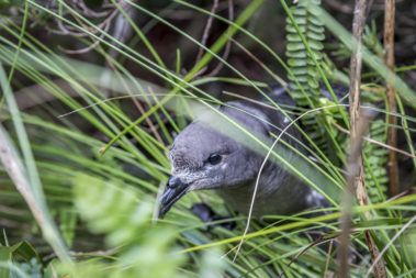 Providence petrel near Goat House, Lord Howe Island