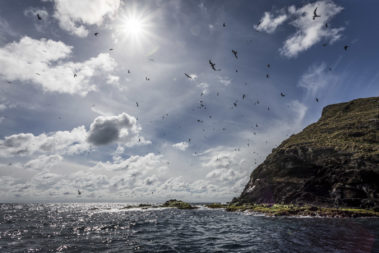 Sooty terns above the Admiralty Islands, Lord Howe Island