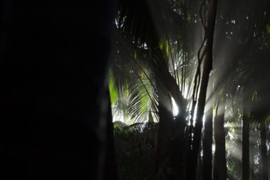 Sea mist in the Kentia forest, Lord Howe Island