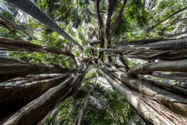 Inside a Banyan, Lord Howe Island