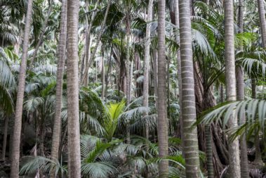 Kentia forest near Little Island, Lord Howe Island