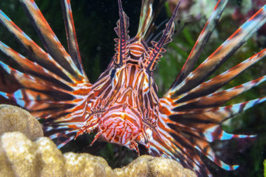 Stunning underwater colours, Lord Howe Island