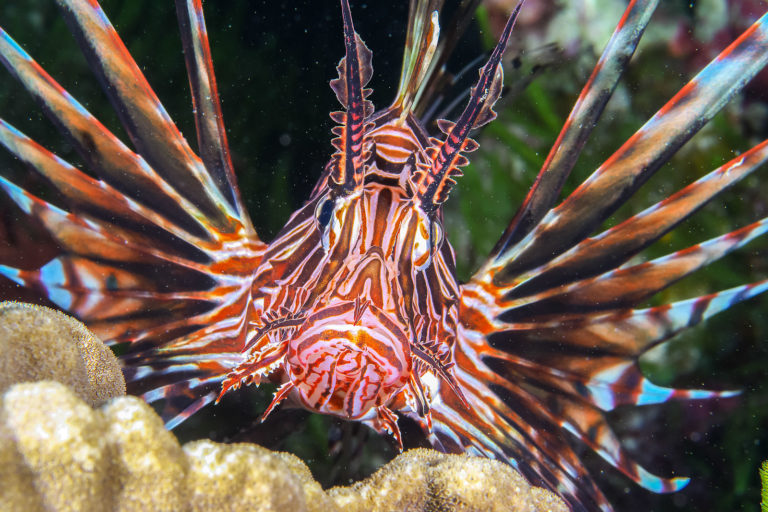 Stunning underwater colours, Lord Howe Island
