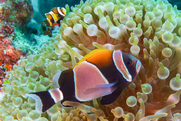 Amazing fish life and coral, Lord Howe Island