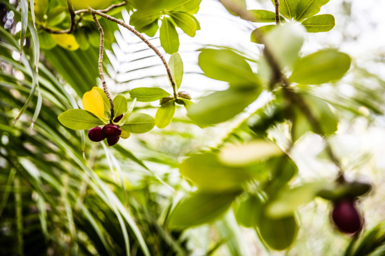 Native trees and fruit in the Pinetrees garden, Lord Howe Island