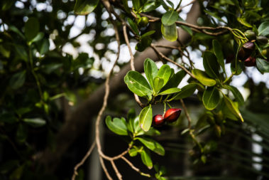 Native trees in the Pinetrees garden, Lord Howe Island