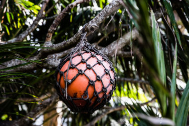 Recycled buoys in the Pinetrees garden, Lord Howe Island