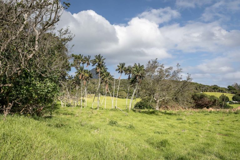 Part of the site for our restored Sallywood Swamp Forest