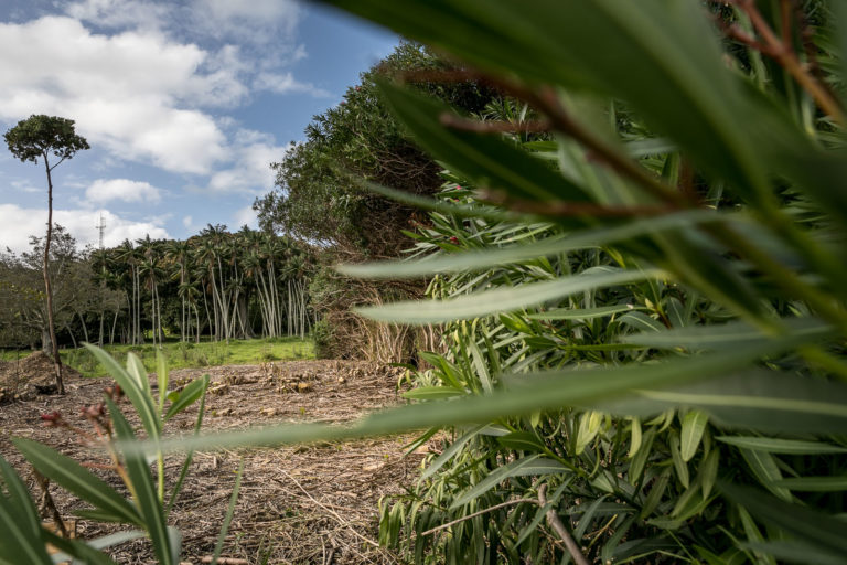Half way through the oleander - it's a big thicket!