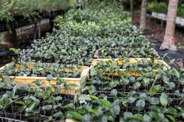 Seedlings at the Lord Howe Island Nursery